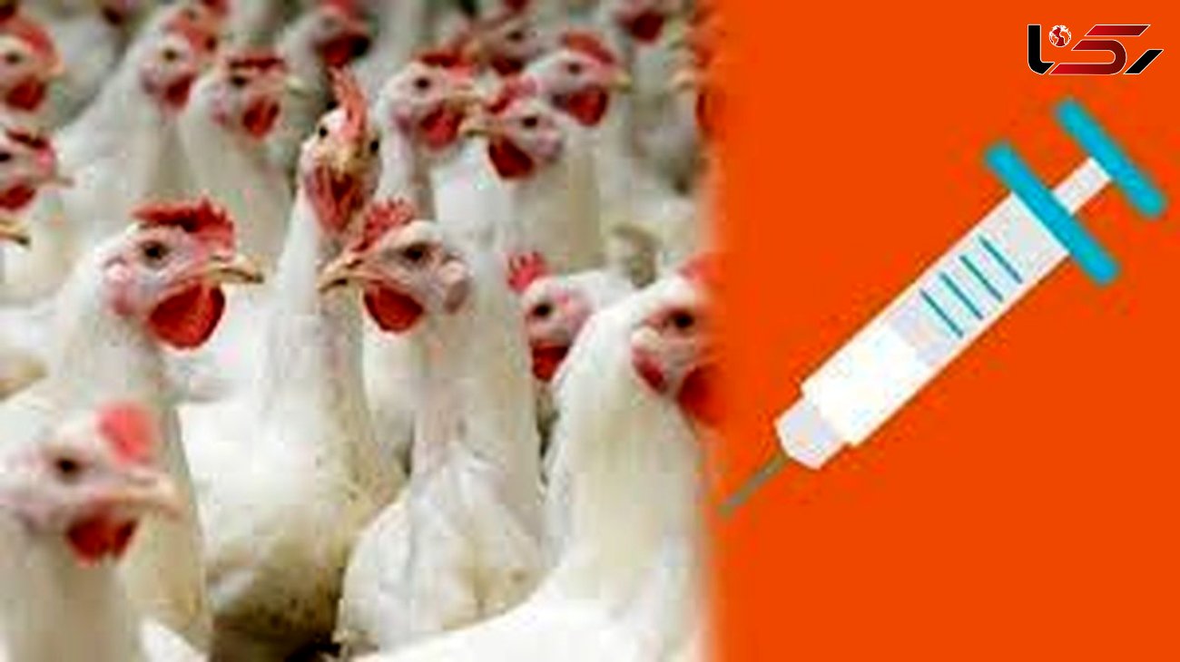 هفت ماهه ابتدایی سال 1400 بالغ بر هفت میلیون دز واکسن آنفلوانزای فوق حاد پرندگان 