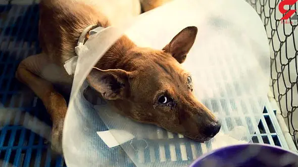 رفتار زننده راننده پژو ۲۰۶ با یک سگ / همه اعتراض کردند 