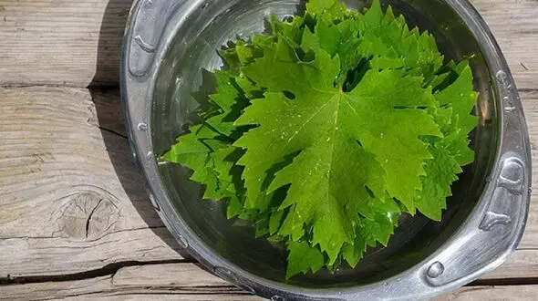 خواص برگ مو + اینفوگرافیک