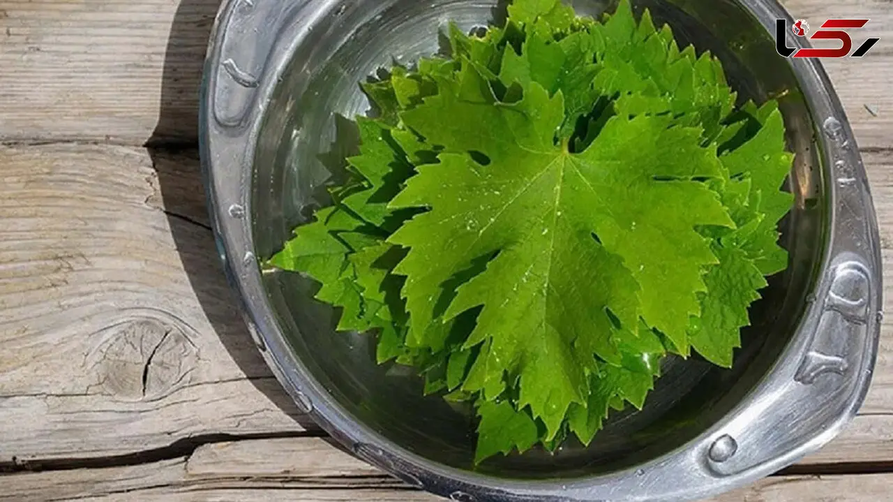 خواص برگ مو + اینفوگرافیک