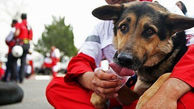 این سگ باید مدال قهرمان بگیرد ! / در زلزله آخرالزمانی ترکیه چه کرد ! + فیلم های حیرت آور