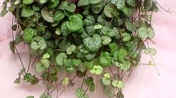 معرفی گیاه / سروپژیا 