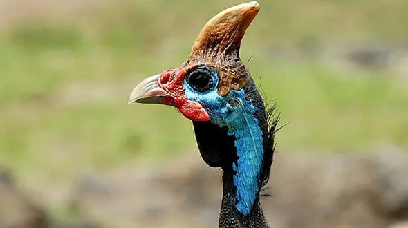 فیلم لحظه فرار جنگلبانان از چنگال شترمرغ شاخ دار / در اوج خجالتی مرگبارترین پرنده است