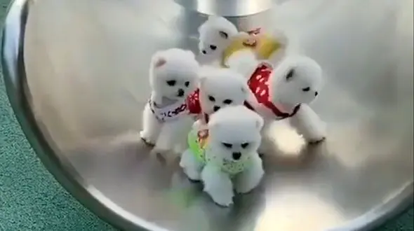 سرسره بازی سگ های کوچولو + فیلم 