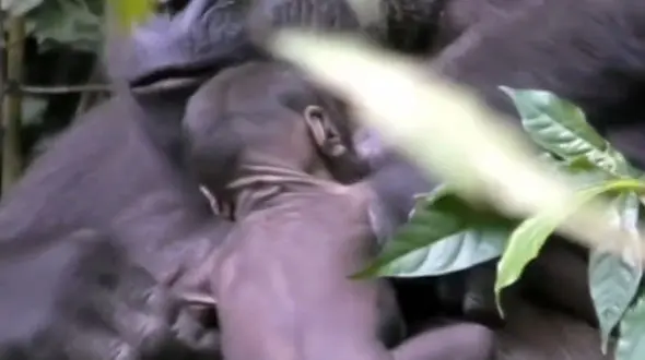 تصاویری نادر از گوریل نوزاد در آغوش مادرش + فیلم و عکس