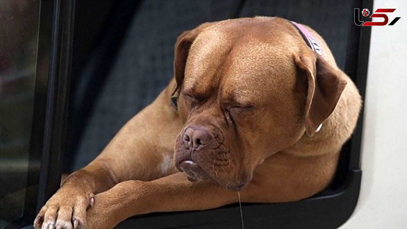 اخم زیبایی که سگ فرانسوی را سوژه عابران کرد +تصاویر 