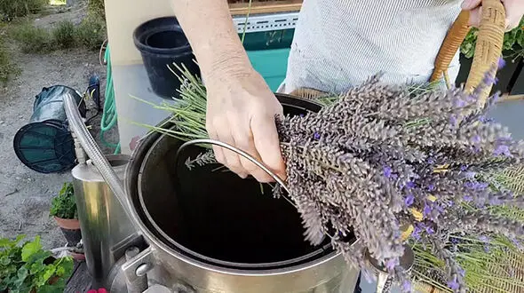 عرق اسطوخودوس مفید برای پوست و مو 