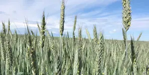 زنگ خطر تولید گندم با جایگزینی صیفی‌جات در سال آینده