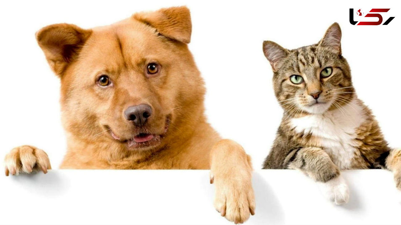  آیا گربه‌ها از سگ‌ها صمیمی‌تر هستند؟! 