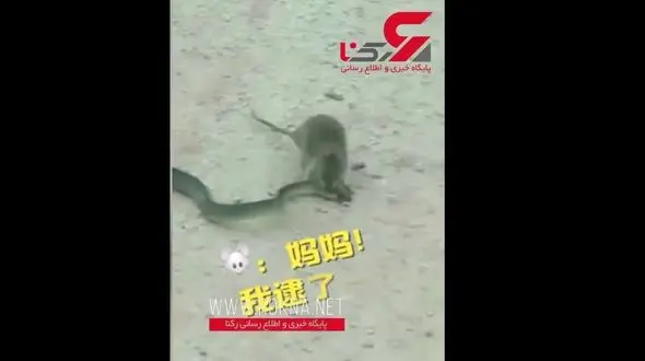 لحظاتی باورنکردنی از خورده شدن یک مار توسط موش! + فیلم