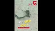 لحظاتی باورنکردنی از خورده شدن یک مار توسط موش! + فیلم