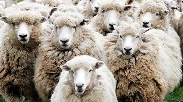 ببینید/  به خط کردن گوسفندان توسط سگ گله + فیلم 