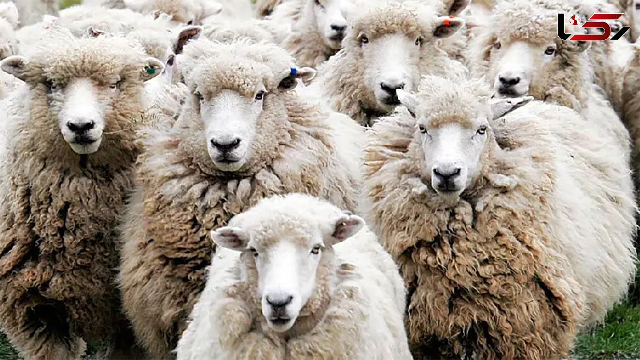 دلخوش: هم قیر قاچاق می‌ شود هم گوسفند
