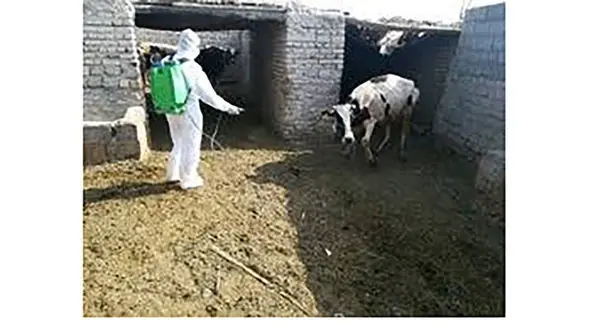 مرگ یک گیلانی براثر ابتلا به تب کریمه کنگو