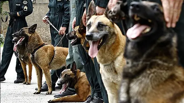 استقرار سگ‌ های موادیاب در مهمترین پایانه صادراتی به قطر