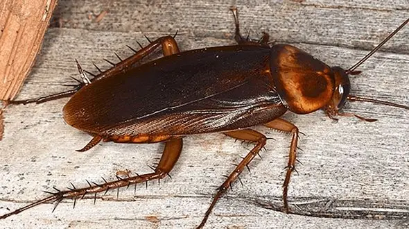 زنی به خاطر کشتن یک سوسک مرتکب قتل شد! 