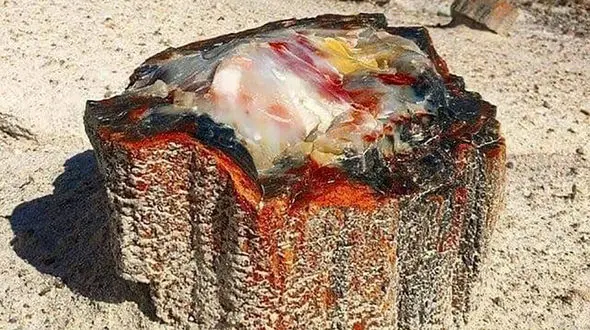 از قدمت این تنه درخت تعجب نکنید + عکس