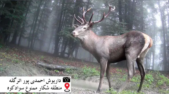 شگفت انگیزترین فیلم از مرال ایرانی/ اینجا منطقه بکر ایران است !