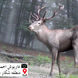 شگفت انگیزترین فیلم مرال ایرانی / اینجا منطقه بکر ایران است!