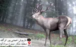 کمتر از 50 مرال در سوادکوه مازندران باقی مانده است/ داریوش احمدی پور: ارتقاء سطح حفاظت منطقه تنها خواسته ما است + فیلم