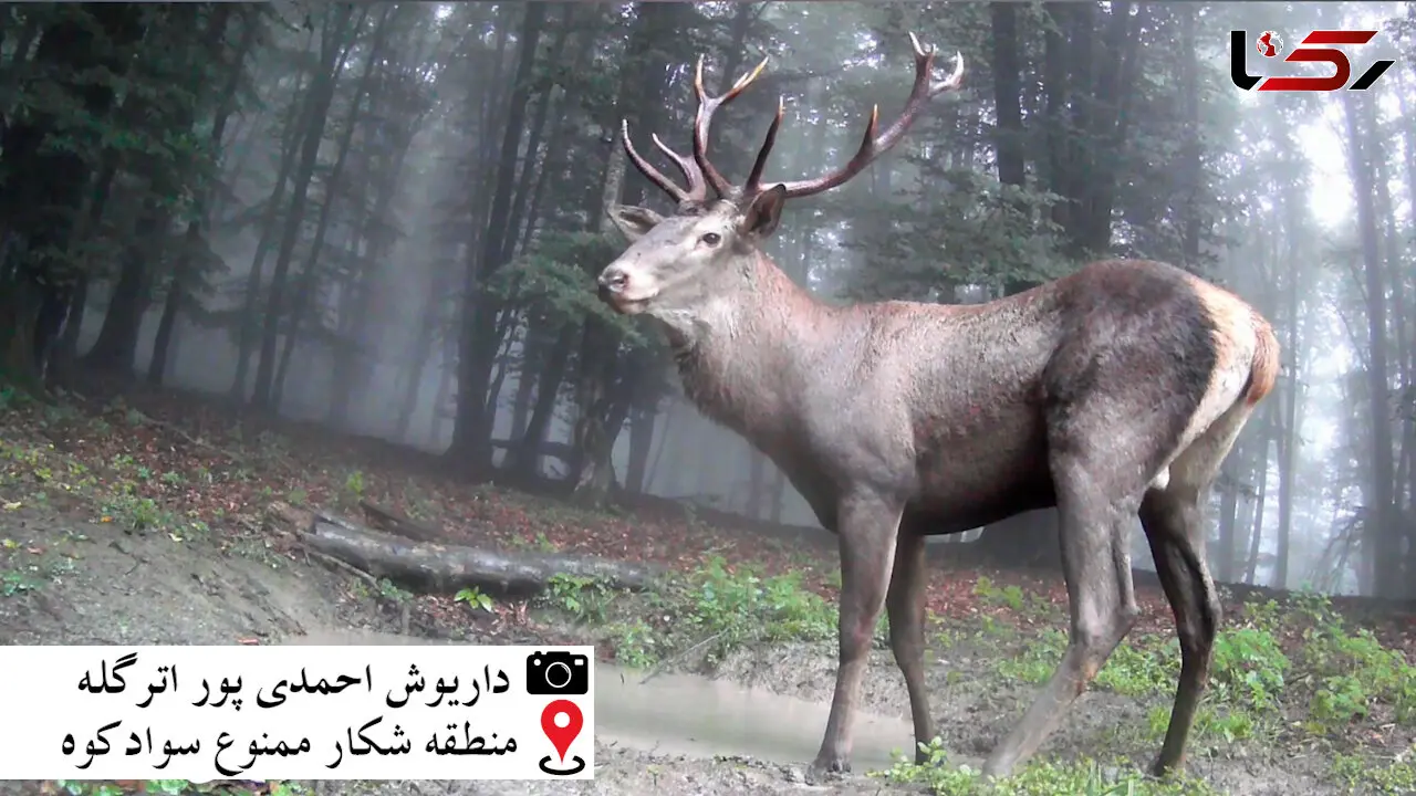 شگفت انگیزترین فیلم از مرال ایرانی/ اینجا منطقه بکر ایران است !