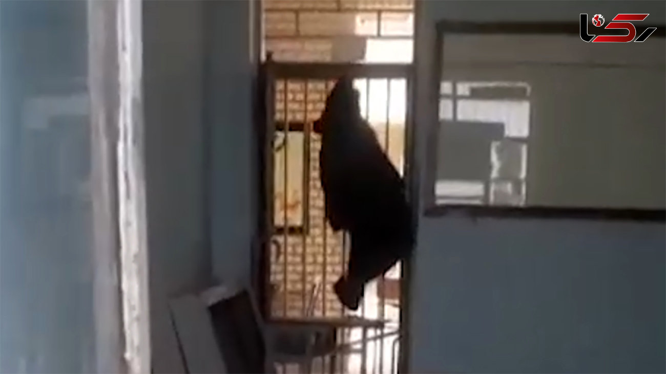 فیلم لحظه بیرون بردن خرس وحشی از مدرسه هرمزگان