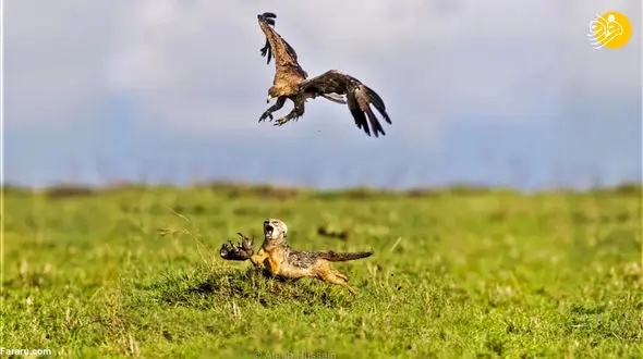 عکس لحظه نجات بچه شغال از چنگال عقاب توسط مادرش