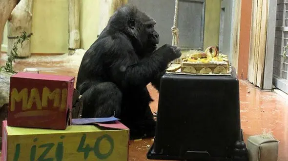  جشن تولد ۴۰ سالگی قدیمی‌ترین گوریل مجارستان+عکس 