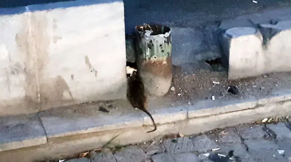 فیلم موش بانمک در تهران / کیک بزرگ را برداشت و کشان کشان تا خانه برد!