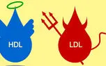 hdl (اچ دی ال) در آزمایش خون چیست؟