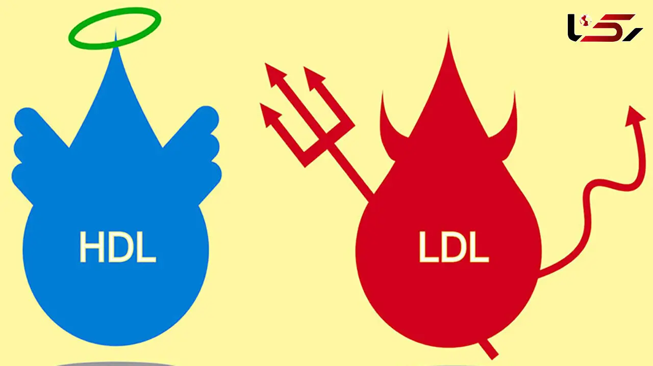 hdl (اچ دی ال) در آزمایش خون چیست؟