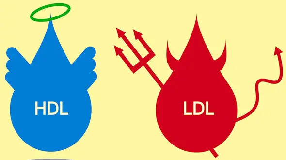 hdl (اچ دی ال) در آزمایش خون چیست؟