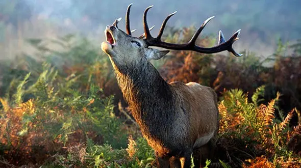 ممنوعیت ورود به جنگل‌های مازندران / علت چیست ؟ 