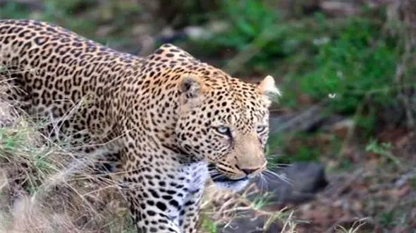 فیلم های شگفت انگیز از پلنگ ایرانی + کولاک فیلم های این محیط بان !