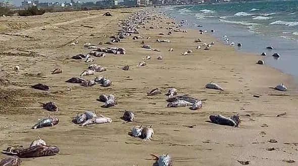 مرگ گربه ماهی ها در سواحل جاسک + فیلم 