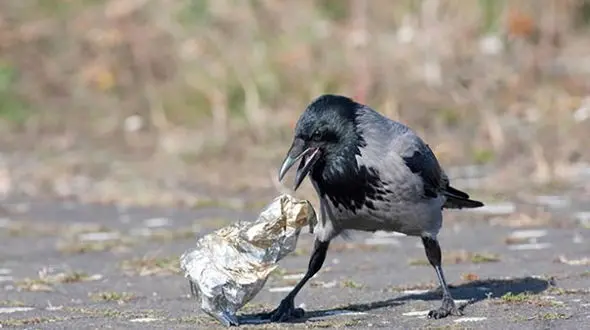 پرورش کلاغ‌های رفتگر در فرانسه! + عکس 