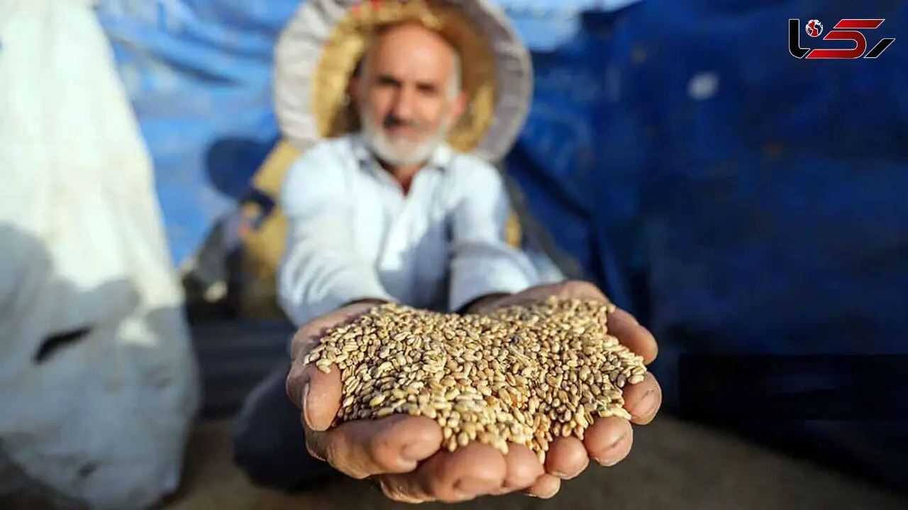 سازمان برنامه و بودجه در پرداخت طلب گندمکاران کوتاهی کرد / قیمت خرید تضمینی گندم باید افزایش یابد