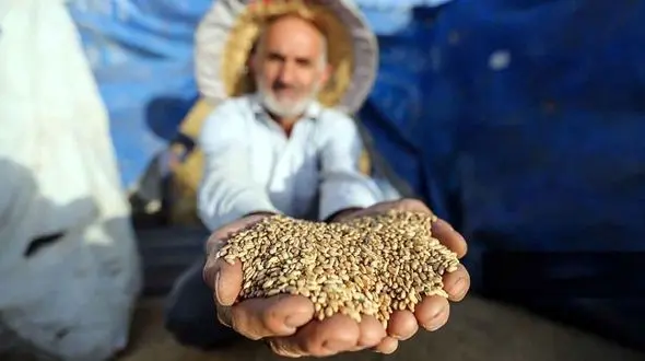 سازمان برنامه و بودجه در پرداخت طلب گندمکاران کوتاهی کرد / قیمت خرید تضمینی گندم باید افزایش یابد