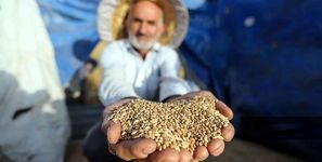 سازمان برنامه و بودجه در پرداخت طلب گندمکاران کوتاهی کرد / قیمت خرید تضمینی گندم باید افزایش یابد