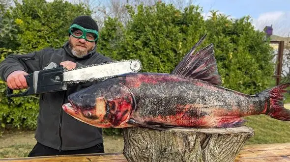 فیلم/ پخت ماهی غول پیکر 13 کیلوگرمی در تنور به سبک آشپز مشهور روسی 