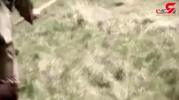 کشف بقایای یک ماموت 15 هزار ساله + فیلم