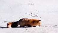 ترفند روباه برای شکار در برف + فیلم