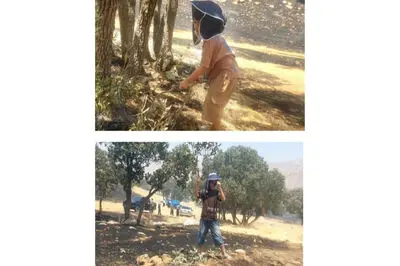 دو کودک خردسال، حافظان کوچک زاگرس در آتش‌سوزی جنگل‌های پاطاق سرپل‌ذهاب