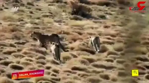 خیلی عجیب / یک پلنگ در سمنان کفش دزدید + فیلم