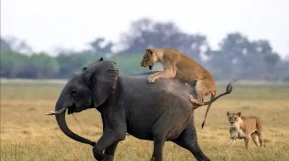 شکار شدن شیر در حمله به فیلی عظیم الجثه ! + فیلم دیدنی