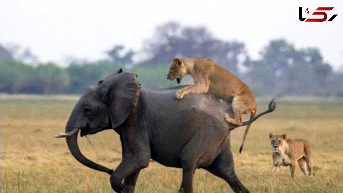 شکار شدن شیر در حمله به فیلی عظیم الجثه ! + فیلم دیدنی