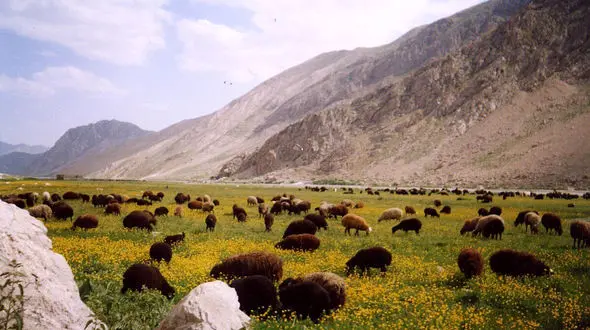  بررسی تخریب مناطق عشایری دشت لار/ از ورود گردشگران به دشت لار جلوگیری می‌شود

