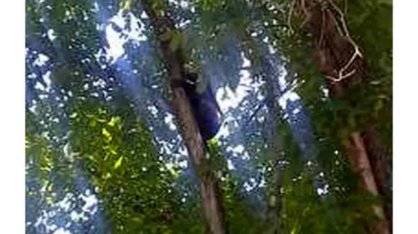 توله خرس بازیگوش قبل از سقوط از درخت نجات یافت + عکس