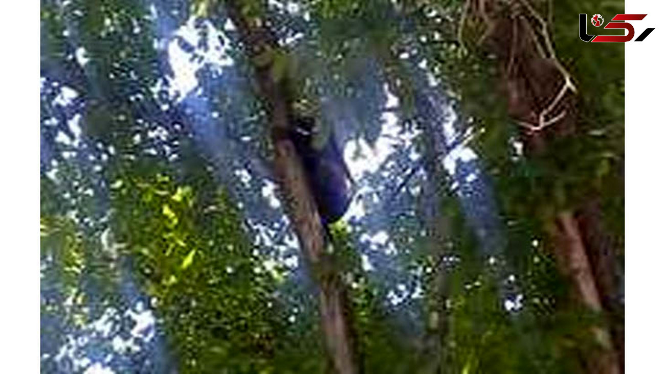 توله خرس بازیگوش قبل از سقوط از درخت نجات یافت + عکس