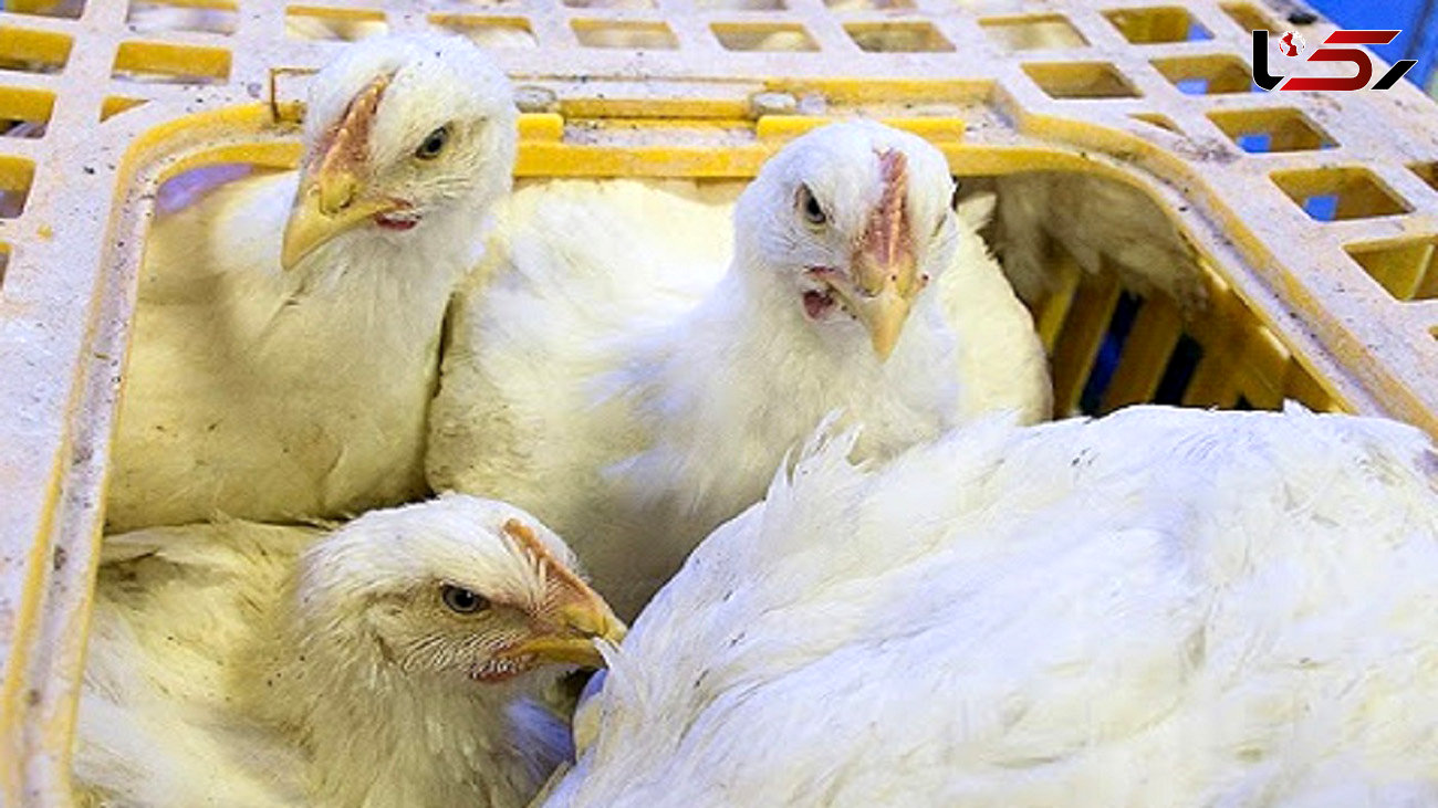 کشف و ضبط 7 تن مرغ زنده قاچاق در فارسان